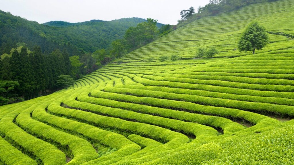 Darjeeling Vatsyayana Resort